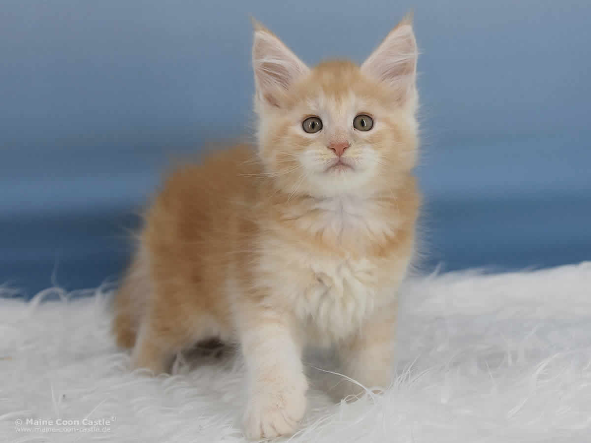 Quiet Fire 7 Wochen alt, 1179g Maine Coon Baby Quiet Fire 7 Wochen alt