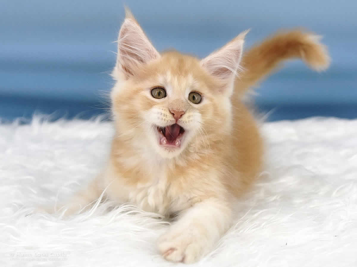 Quiet Fire 8 Wochen alt, 1415g Maine Coon Baby Quiet Fire 8 Wochen alt