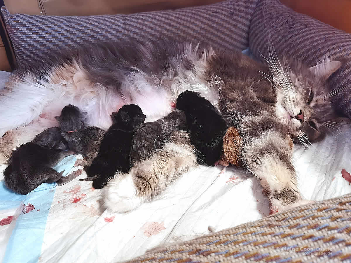 Katzengeburt: Maine Coon Katze Daireen mit ihren Maine Coon Babys Katzengeburt: Maine Coon Katze Daireen mit ihren Maine Coon Babys