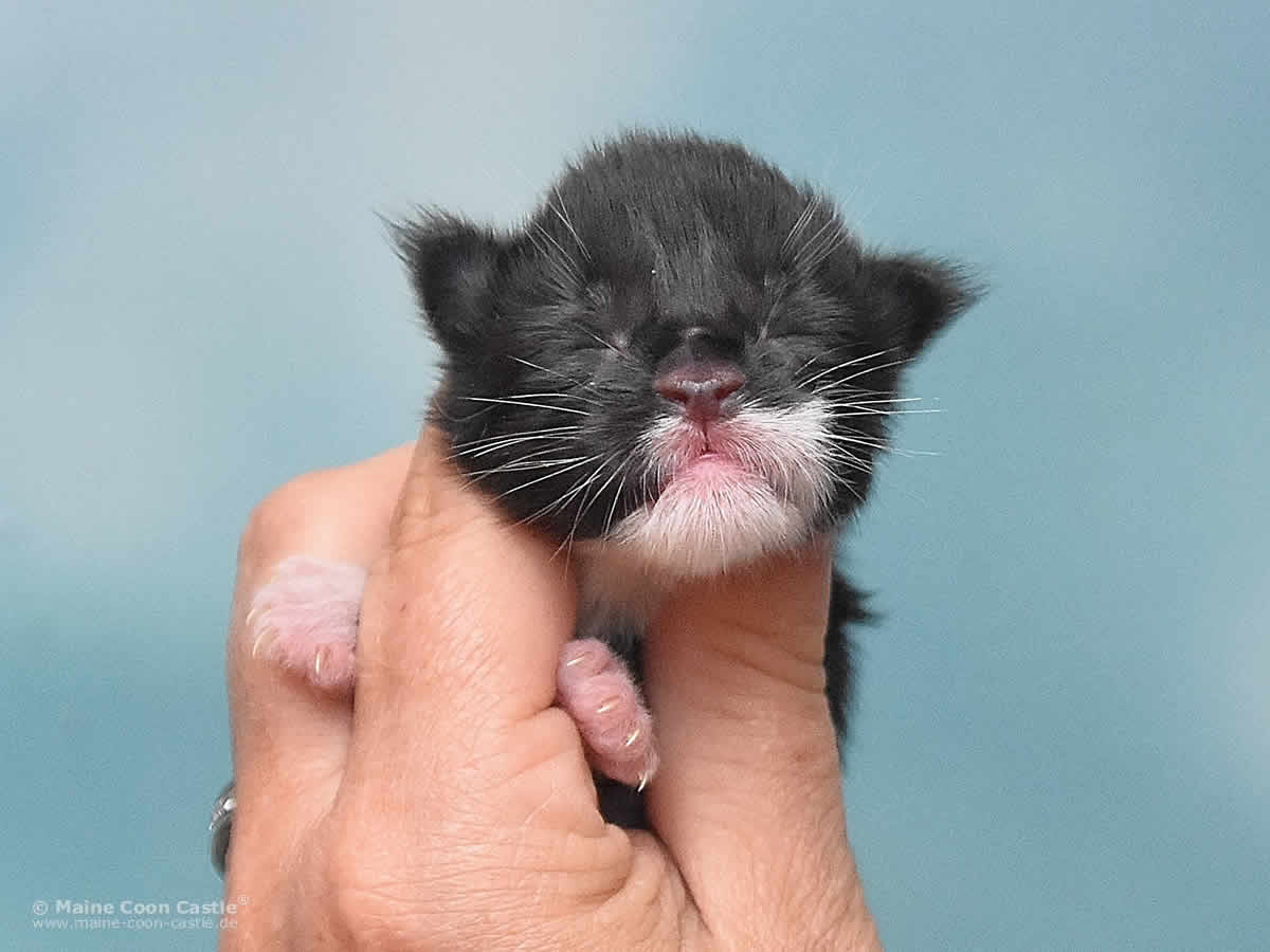 Rado 1 Tag alt Maine Coon Baby Rado 1 Tag alt