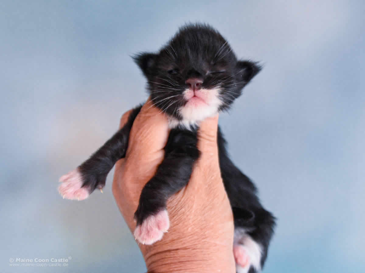 Rado 1 Woche alt, 285g Maine Coon Baby Rado 1 Woche alt