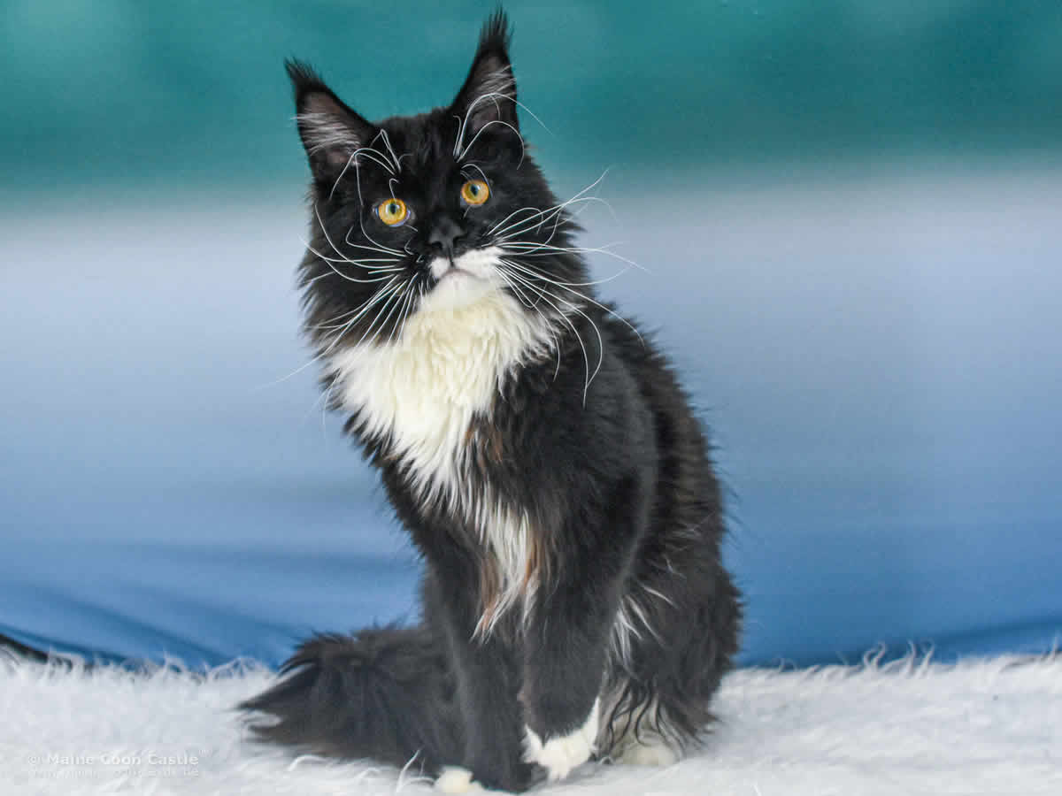 Rado of Maine Coon Castle Rado of Maine Coon Castle