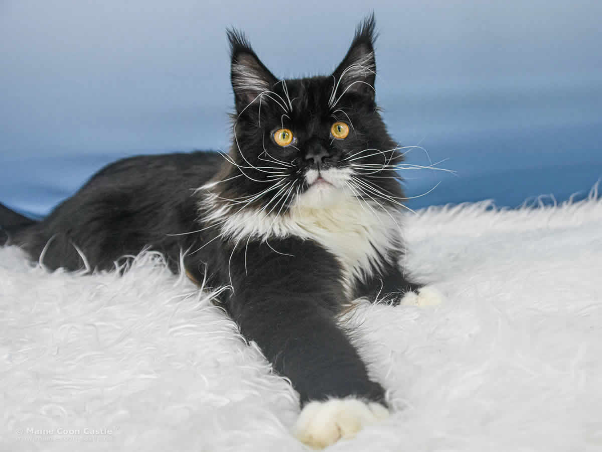 Rado 10 Monate alt Maine Coon Rado 10 Monate alt