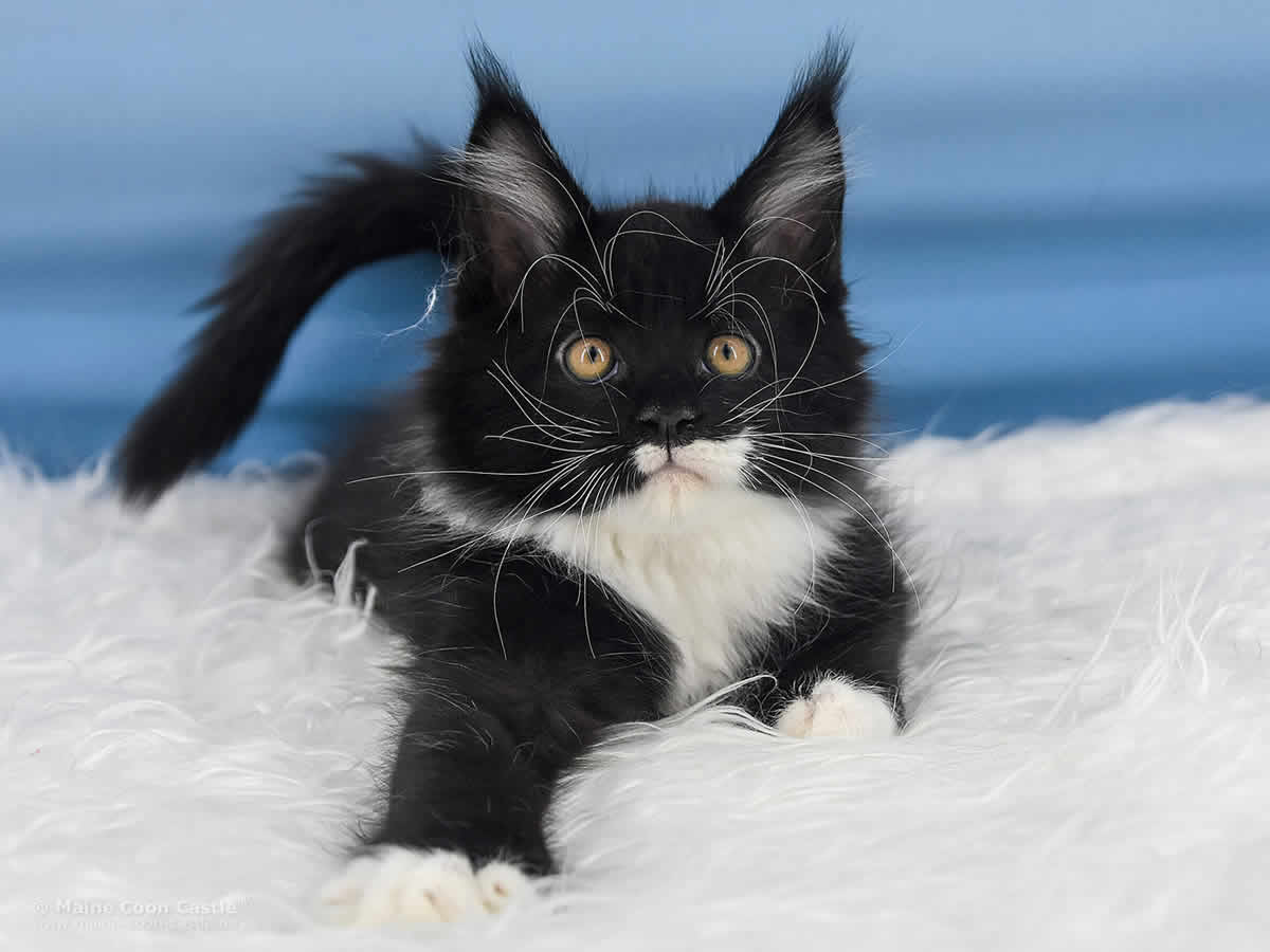 Rado 10 Wochen alt, 2151g Maine Coon Baby Rado 10 Wochen alt