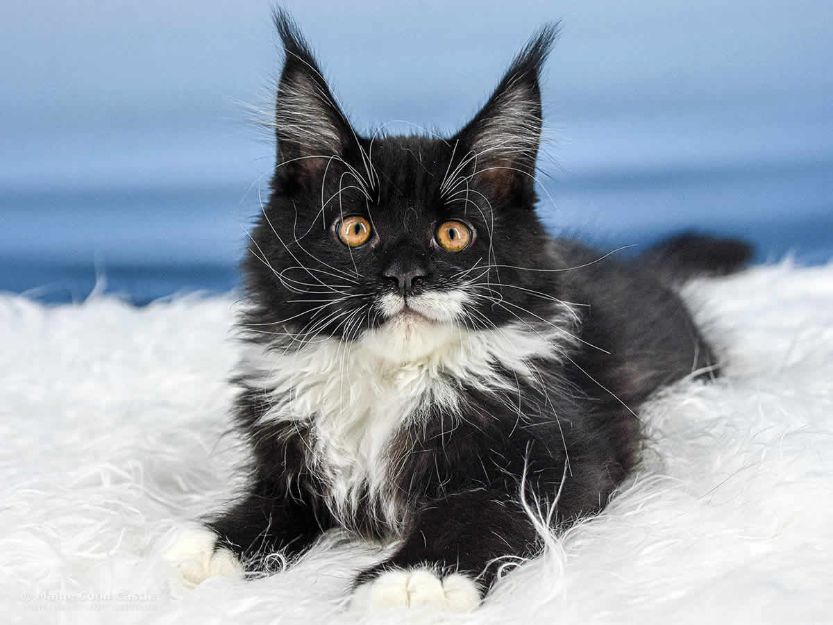 Rado 12 Wochen alt, 2699g Maine Coon Baby Rado 12 Wochen alt