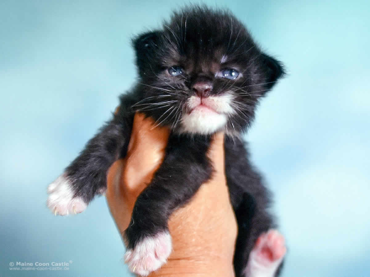 Rado 2 Wochen alt, 443g Maine Coon Baby Rado 2 Wochen alt