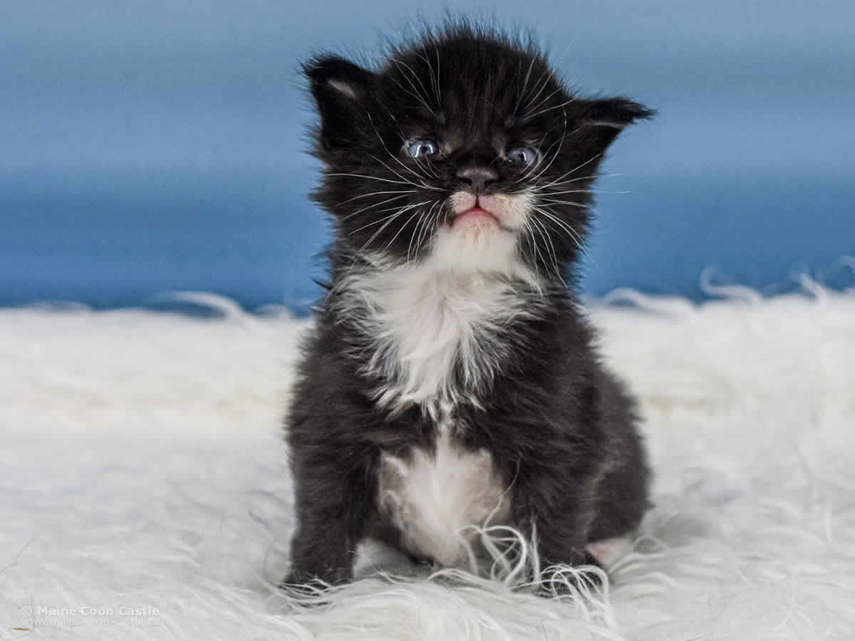 Rado 3 Wochen alt, 631g Maine Coon Baby Rado 3 Wochen alt