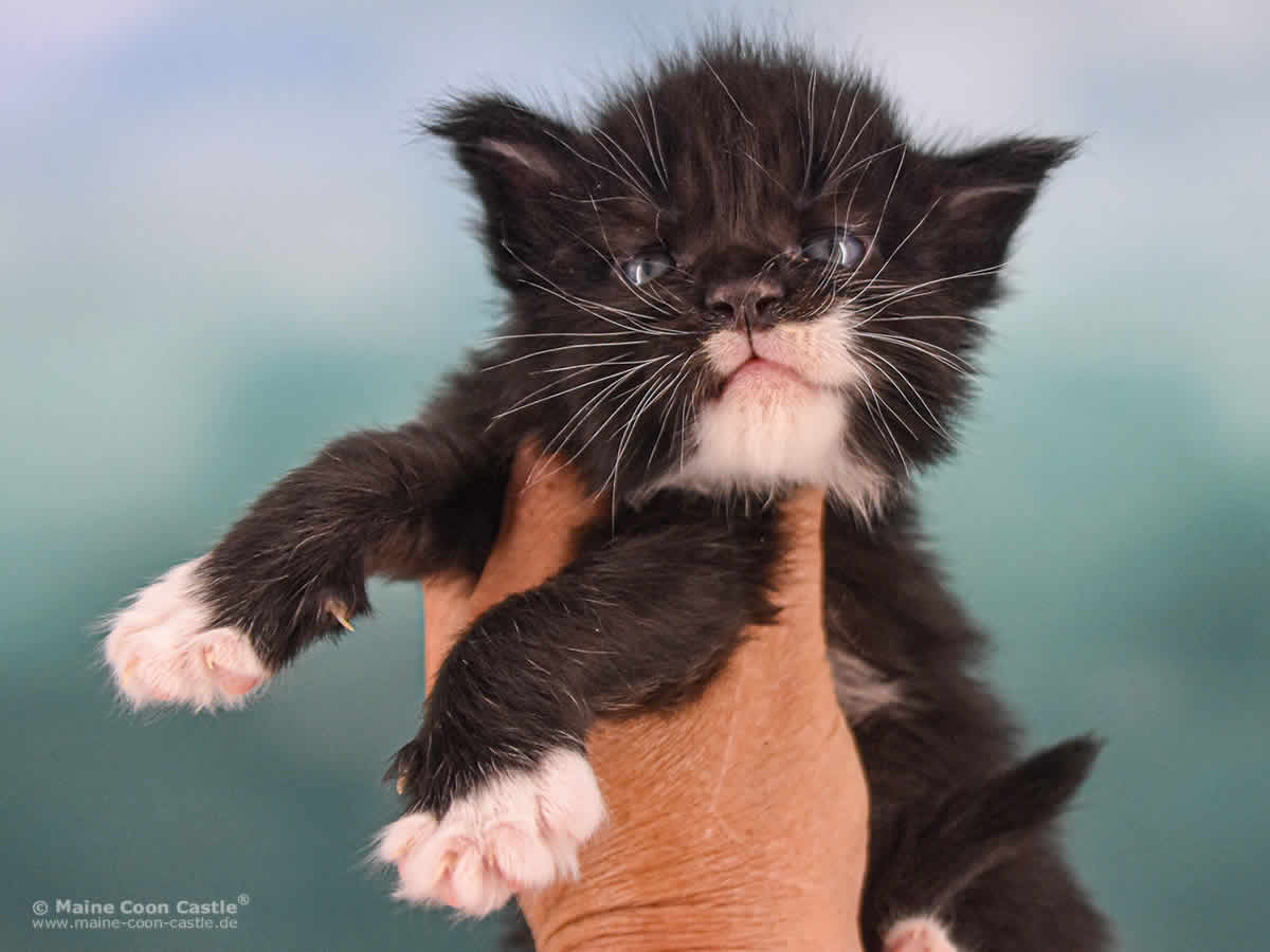 Rado 3 Wochen alt, 631g Maine Coon Baby Rado 3 Wochen alt
