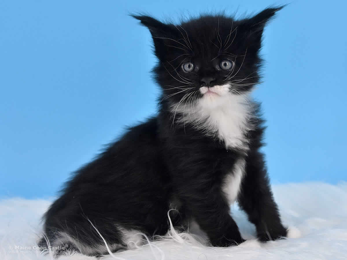 Rado 4 Wochen alt, 777g Maine Coon Baby Rado 4 Wochen alt