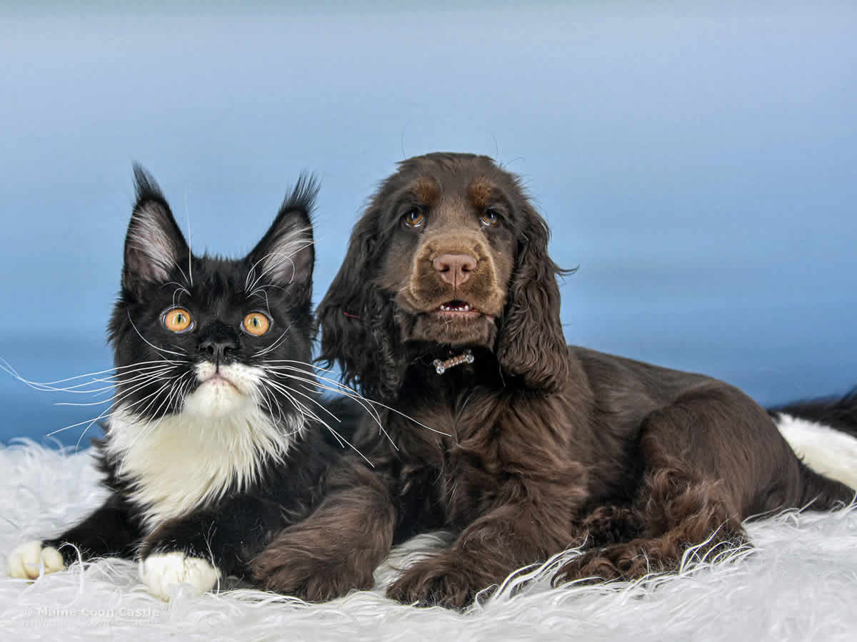 Beste Freunde. Rado und Charlotte Maine Coon Rado 5 Monate mit Charlotte 3 Monate alt