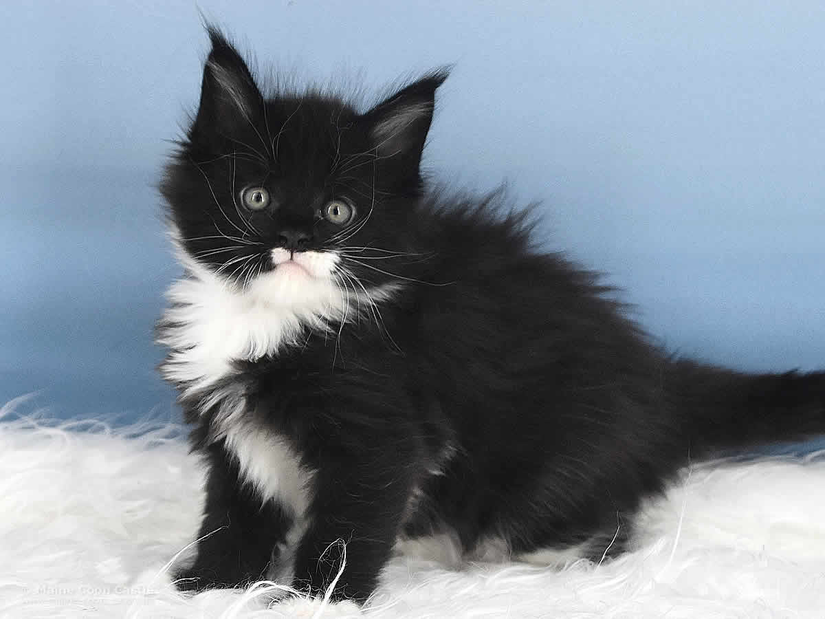 Rado 5 Wochen alt, 984g Maine Coon Baby Rado 5 Wochen alt