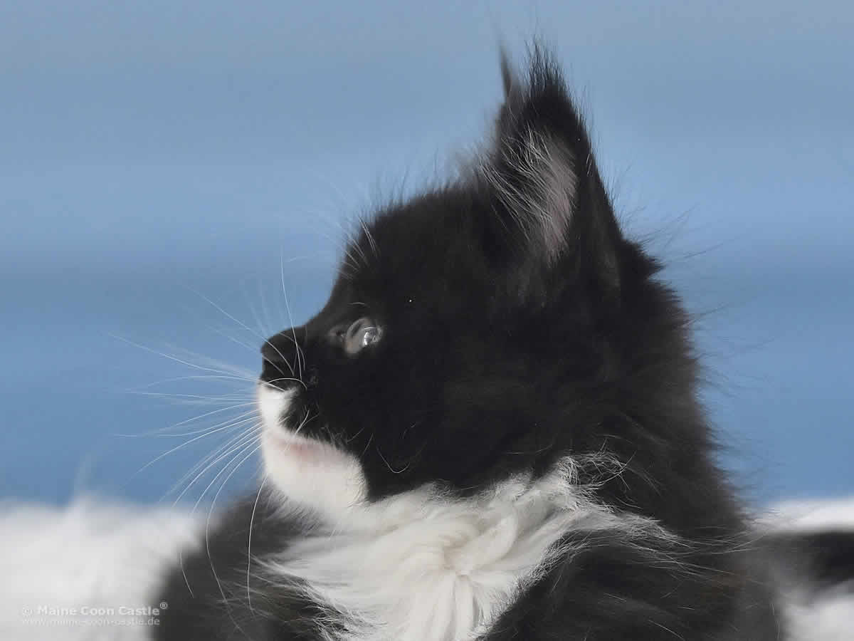 Alter Maine Coon Typ – Rado Maine Coon Baby Rado 6 Wochen alt