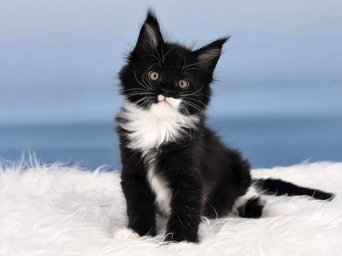 Rado 6 Wochen alt, 1241g Maine Coon Baby Rado 6 Wochen alt