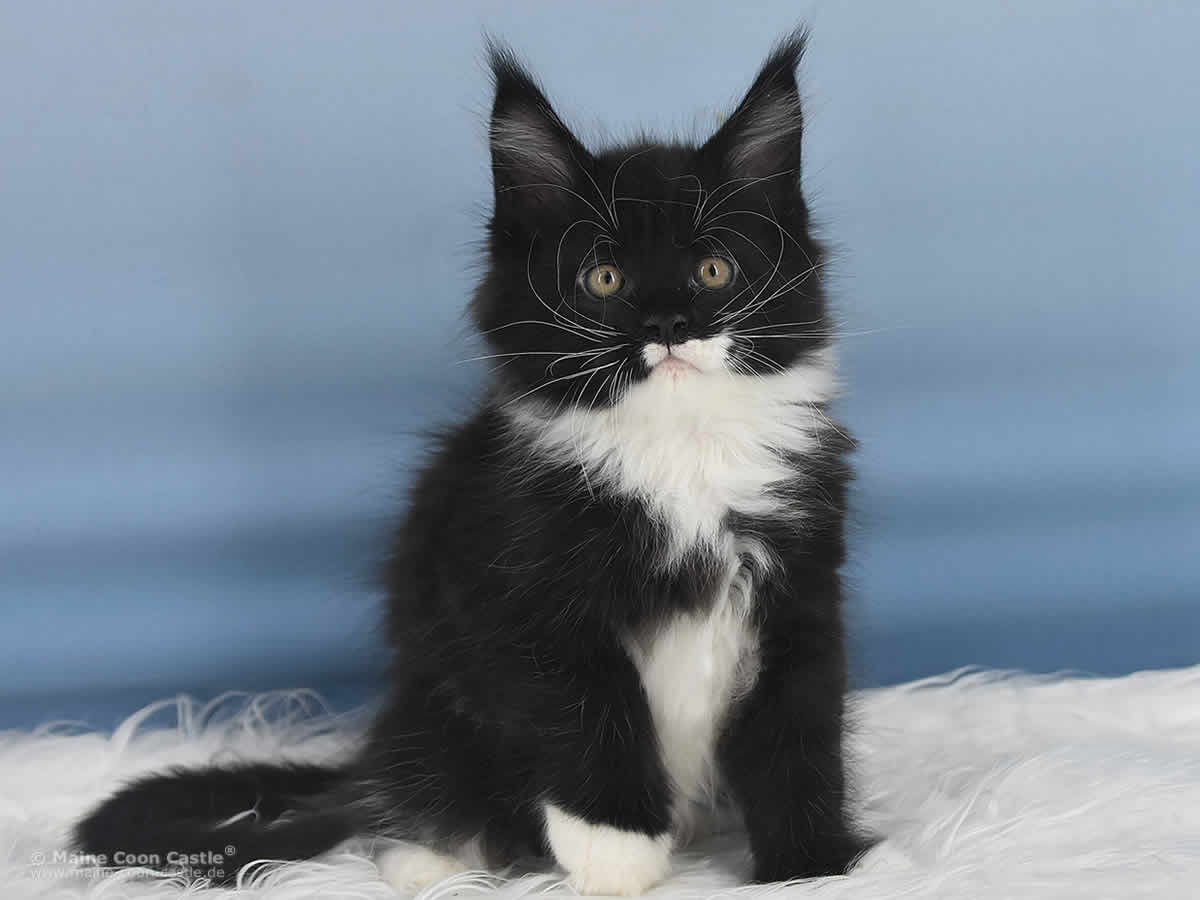 Rado 8 Wochen alt, 1636g Maine Coon Baby Rado 8 Wochen alt