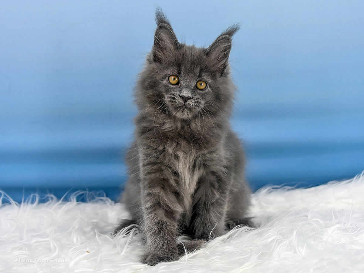 Reja 10 Wochen alt, 1465g Maine Coon Baby Reja 10 Wochen alt