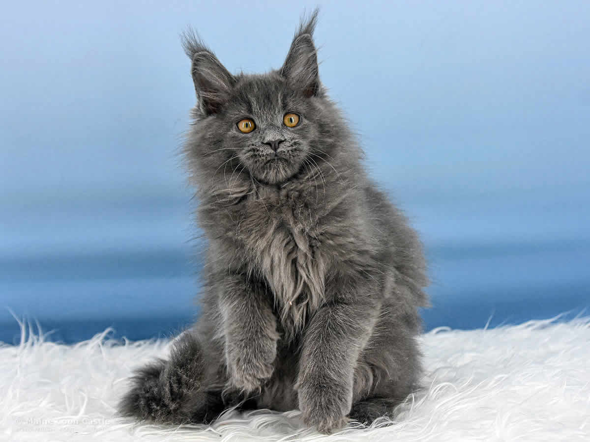 Reja 12 Wochen alt, 1788g Maine Coon Baby Reja 12 Wochen alt