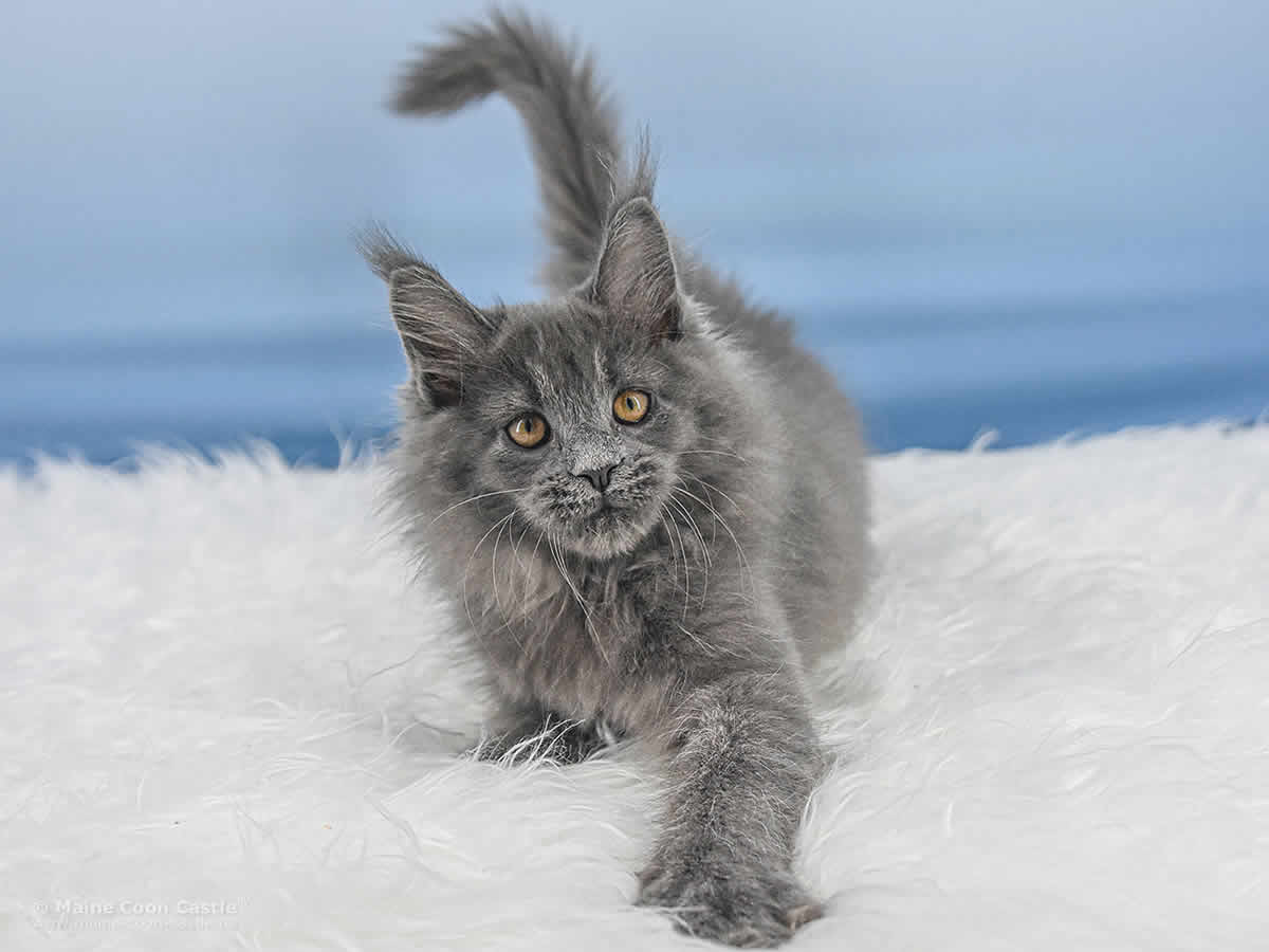 Reja of Maine Coon Castle Reja of Maine Coon Castle