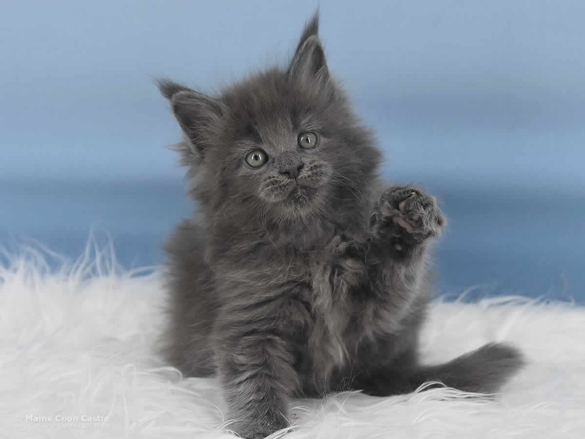 Reja 6 Wochen alt, 835g Maine Coon Baby Reja 6 Wochen alt