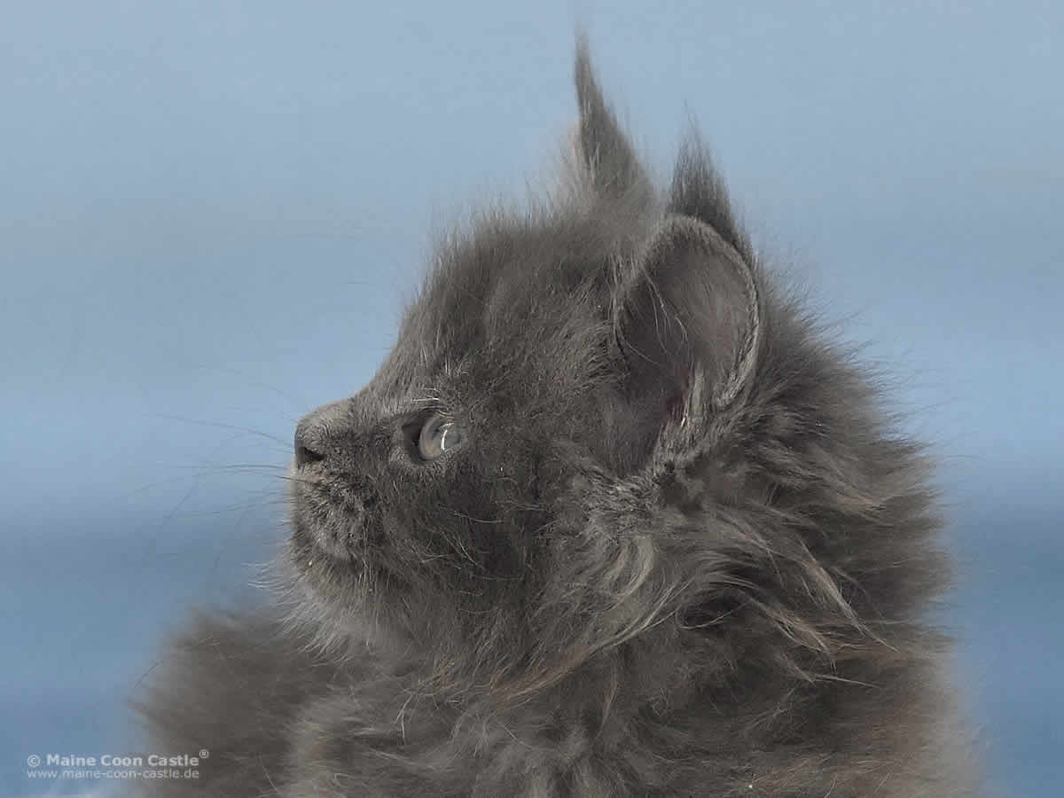 Reja 6 Wochen alt, 835g Maine Coon Baby Reja 6 Wochen alt