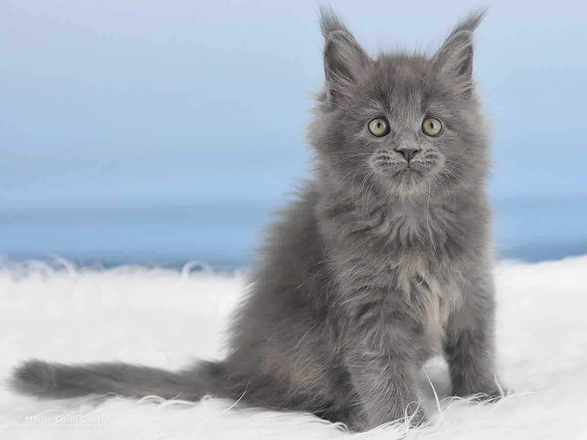 Reja 8 Wochen alt, 1095g Maine Coon Baby Reja 8 Wochen alt