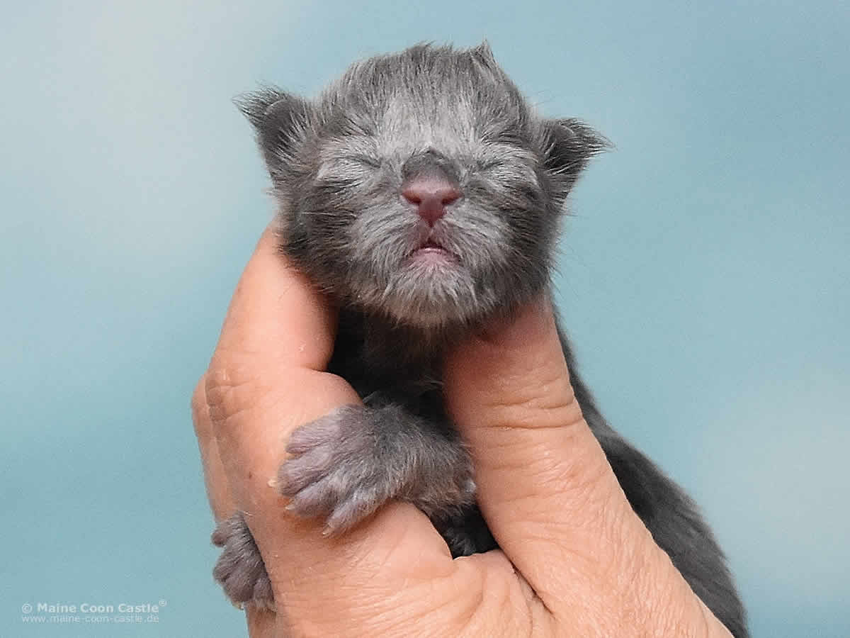 Reja 1 Tag alt Maine Coon Baby Reja 1 Tag alt
