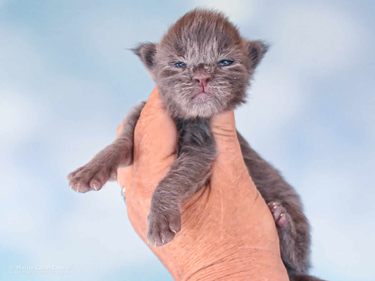 Reja 1 Woche alt, 240g Maine Coon Baby Reja 1 Woche alt