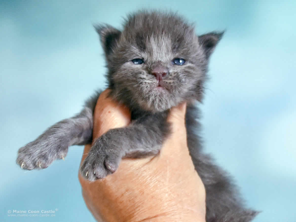 Reja 2 Wochen alt, 356g Maine Coon Baby Reja 2 Wochen alt
