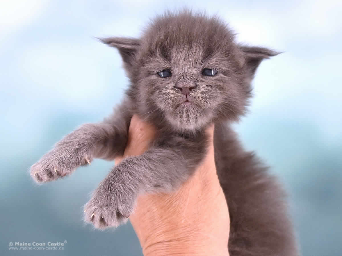 Reja 3 Wochen alt, 494g Maine Coon Baby Reja 3 Wochen alt