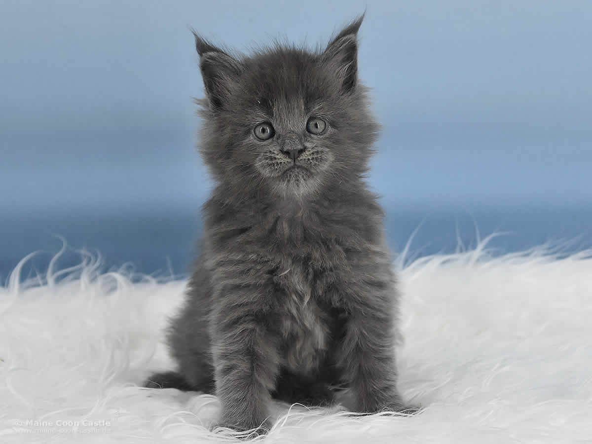 Reja 5 Wochen alt, 698g Maine Coon Baby Reja 5 Wochen alt