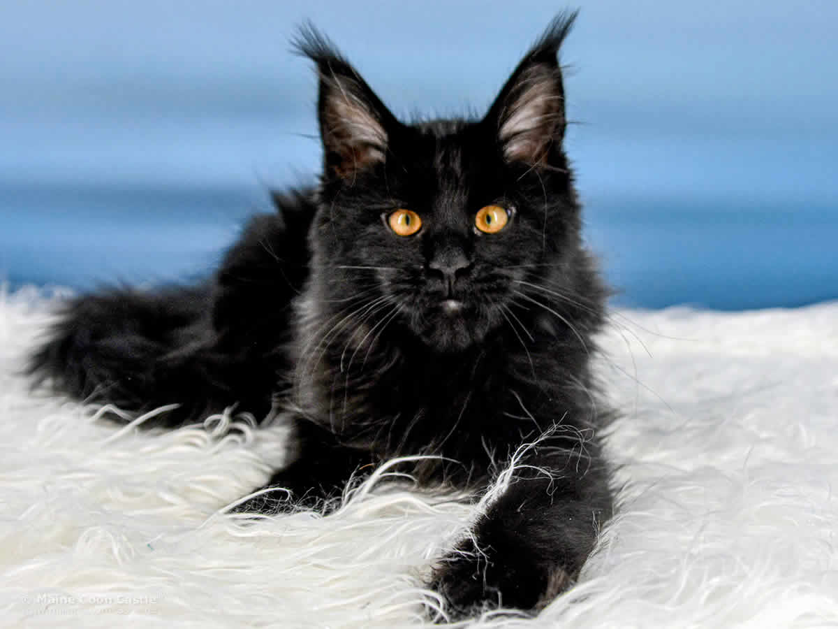 Ria of Maine Coon Castle Ria of Maine Coon Castle