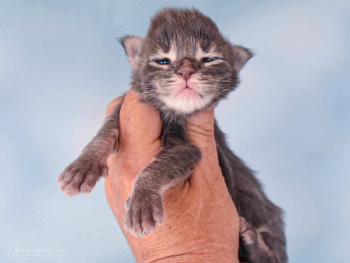 Rollo 1 Woche alt, 297g Maine Coon Baby Rollo 1 Woche alt