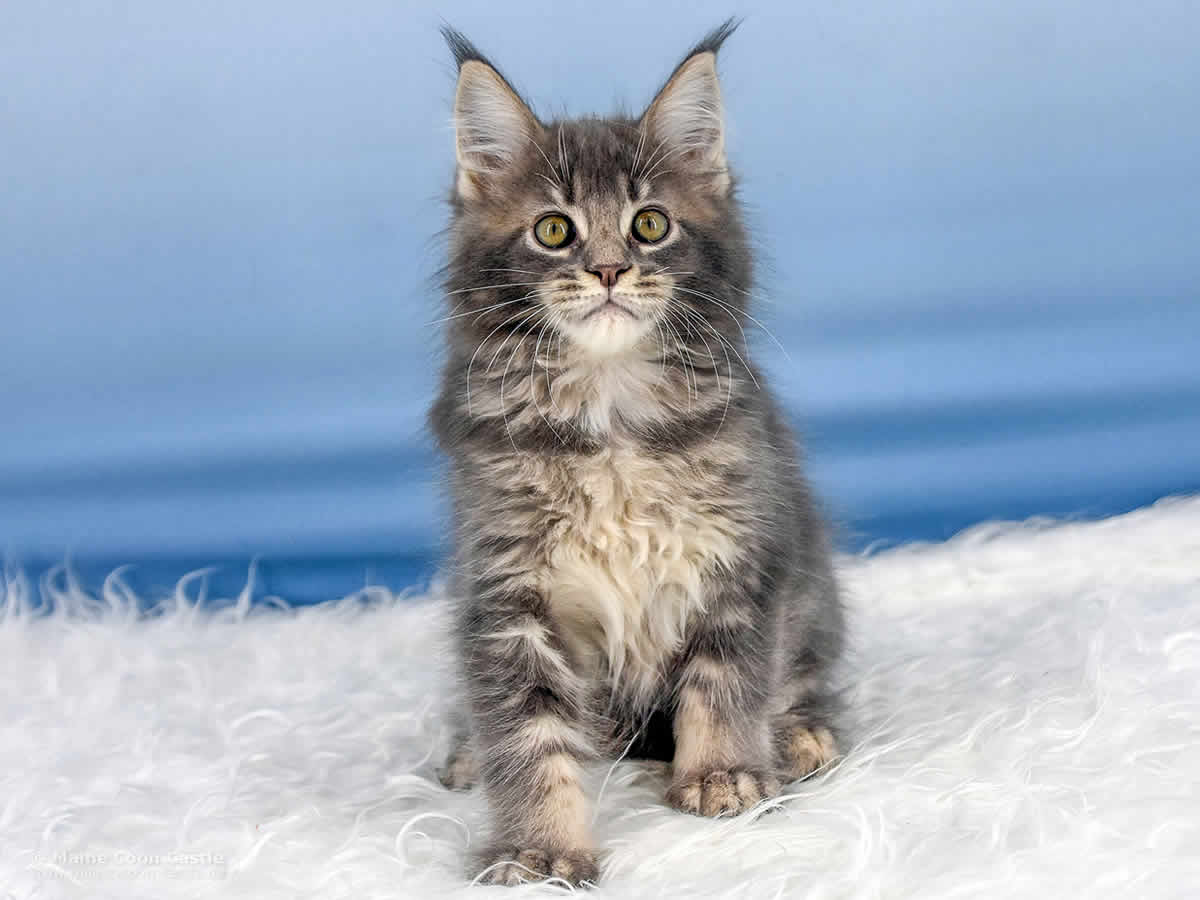 Rollo 10 Wochen alt, 1788g Maine Coon Baby Rollo 10 Wochen alt