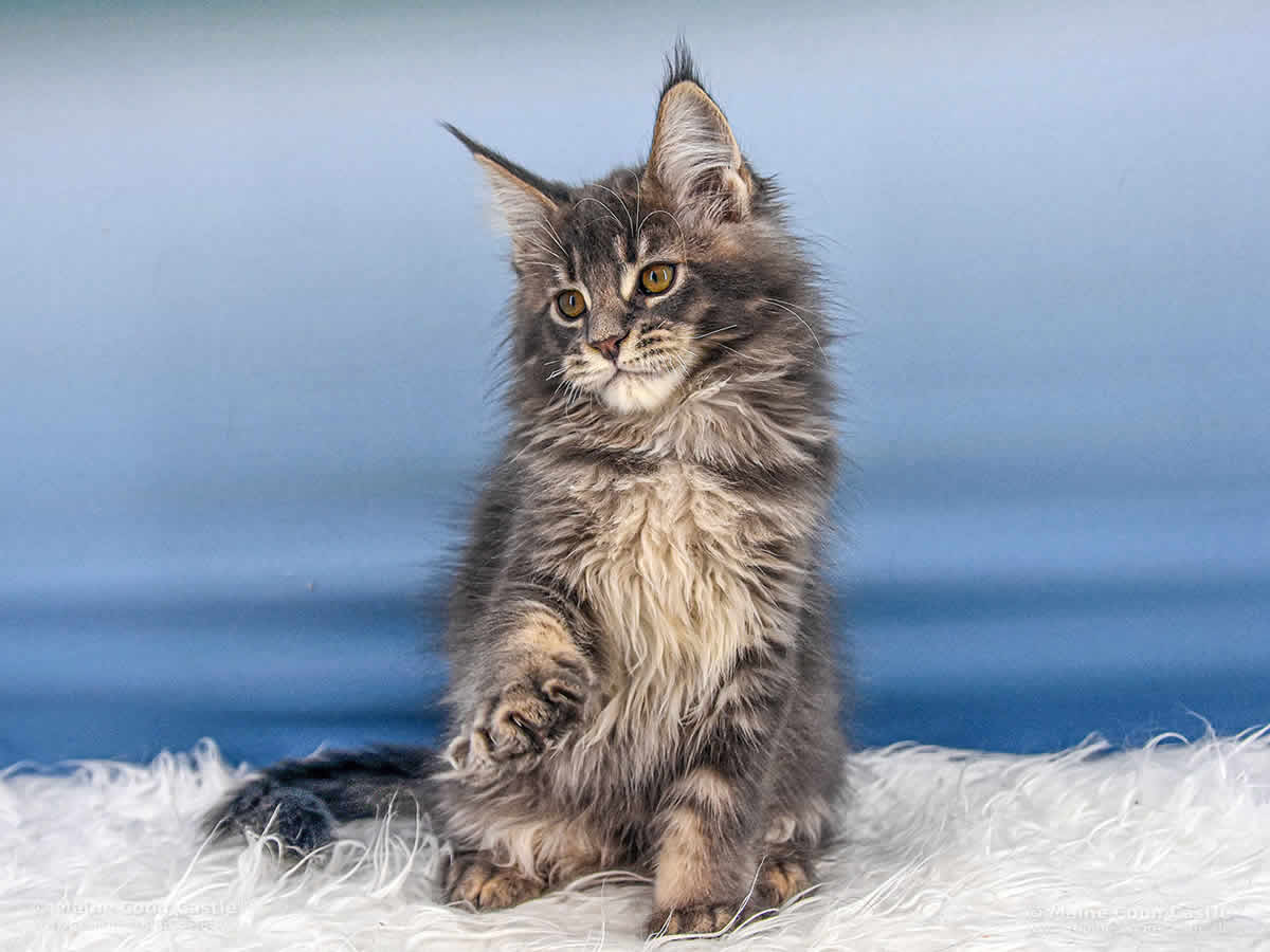 Rollo 12 Wochen alt, 2365g Maine Coon Baby Rollo 12 Wochen alt