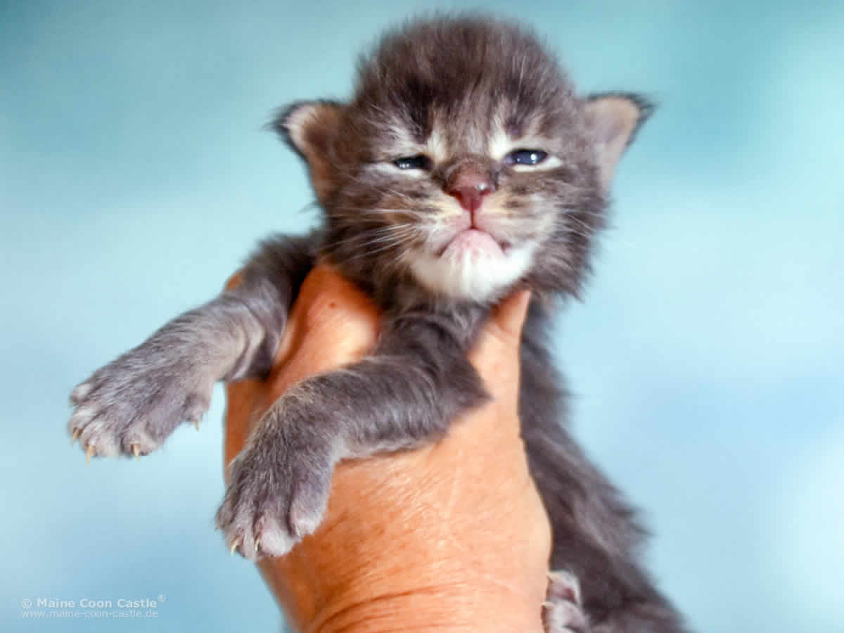 Rollo 2 Wochen alt, 445g Maine Coon Baby Rollo 2 Wochen alt