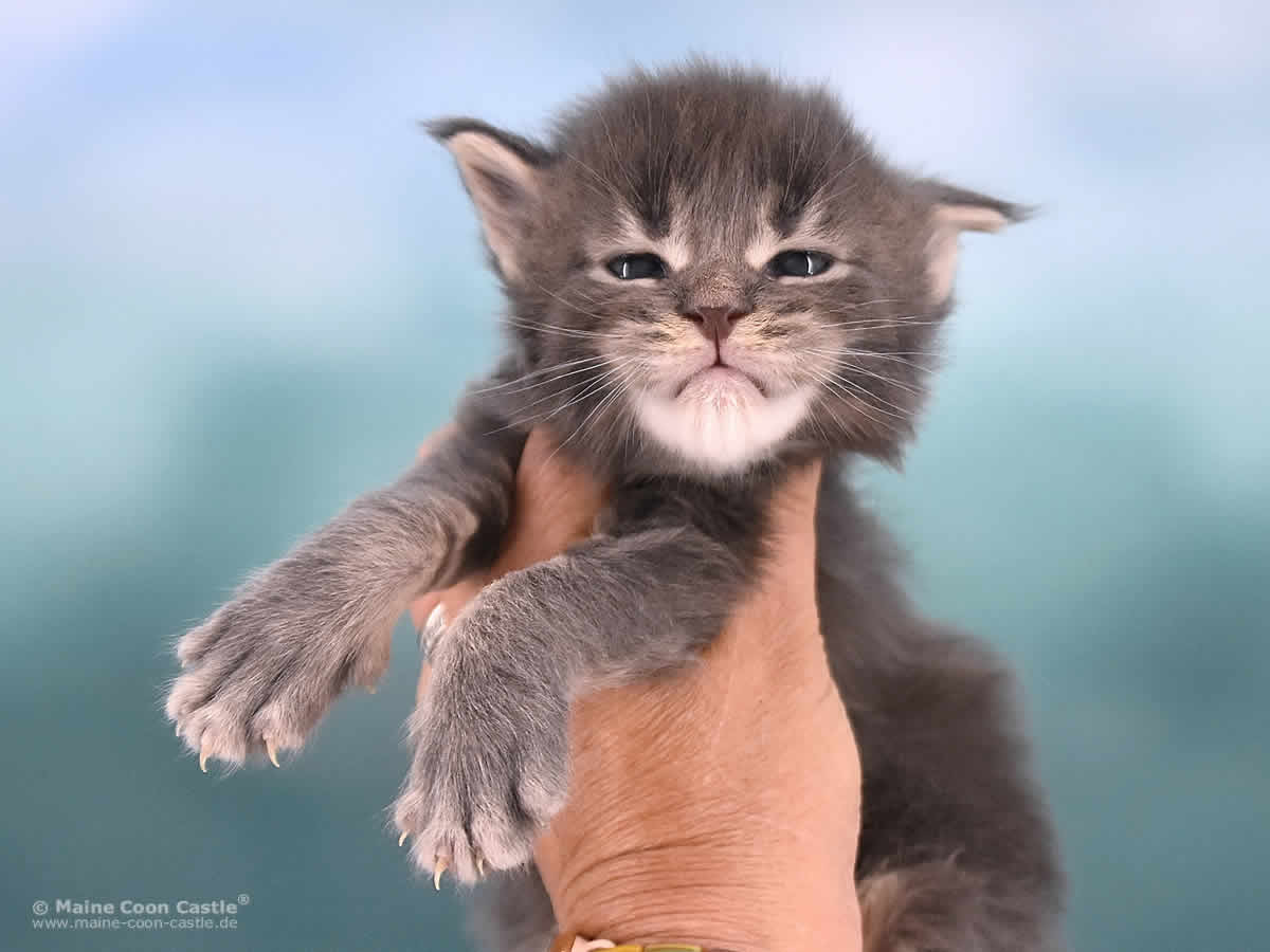 Rollo 3 Wochen alt, 607g Maine Coon Baby Rollo 3 Wochen alt
