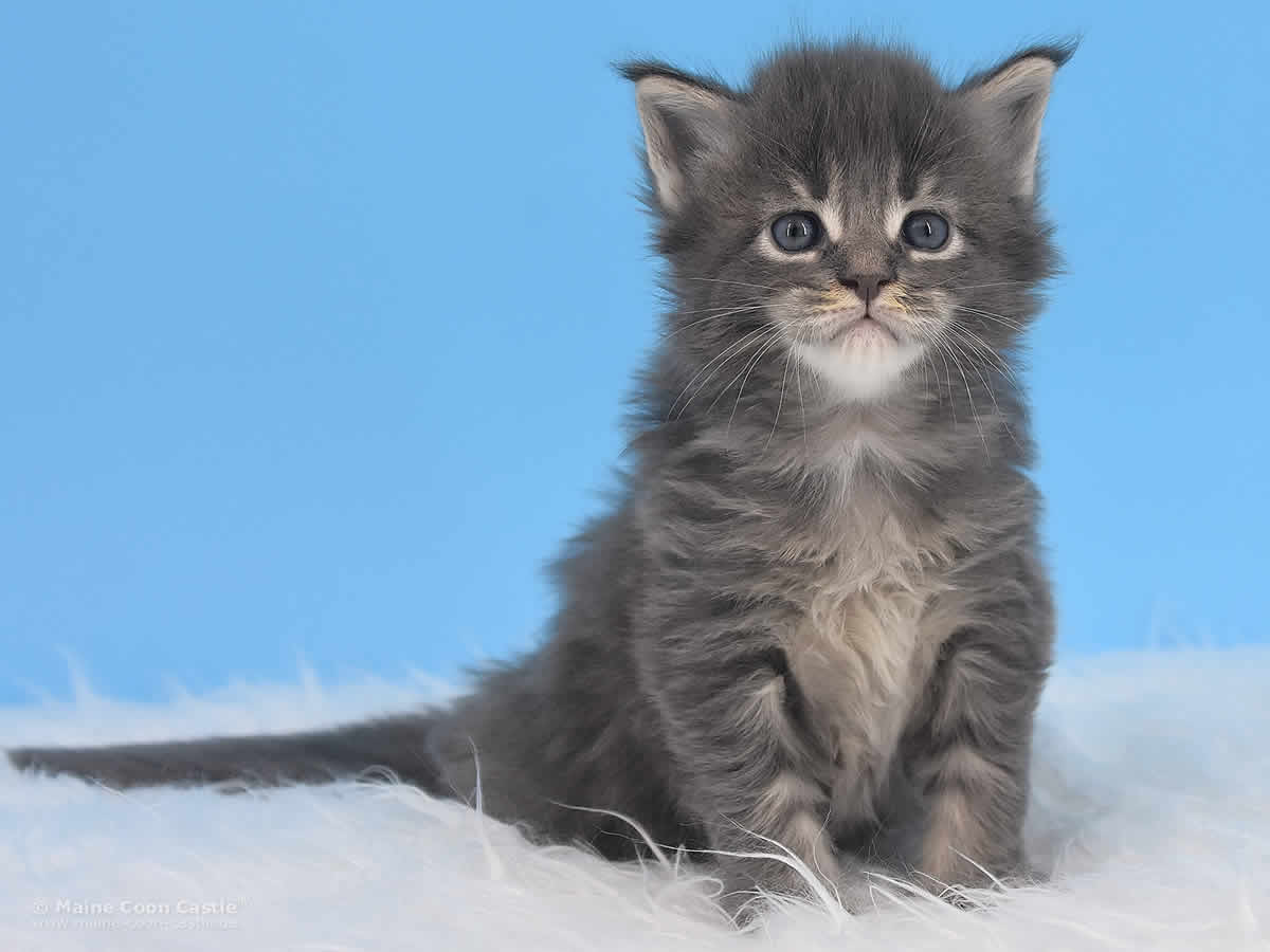 Rollo 4 Wochen alt, 770g Maine Coon Baby Rollo 4 Wochen alt