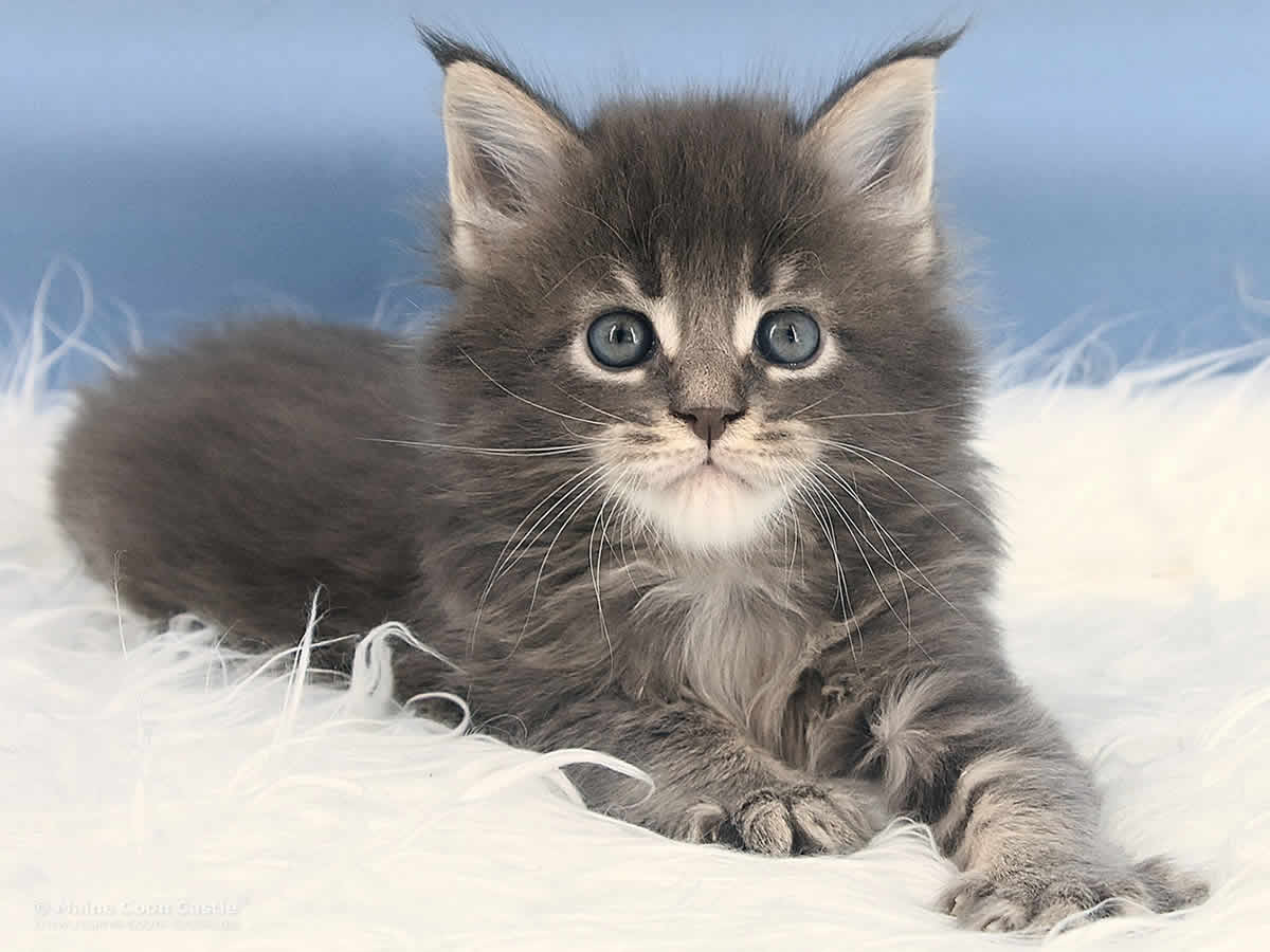 Rollo 5 Wochen alt, 944g Maine Coon Baby Rollo 5 Wochen alt
