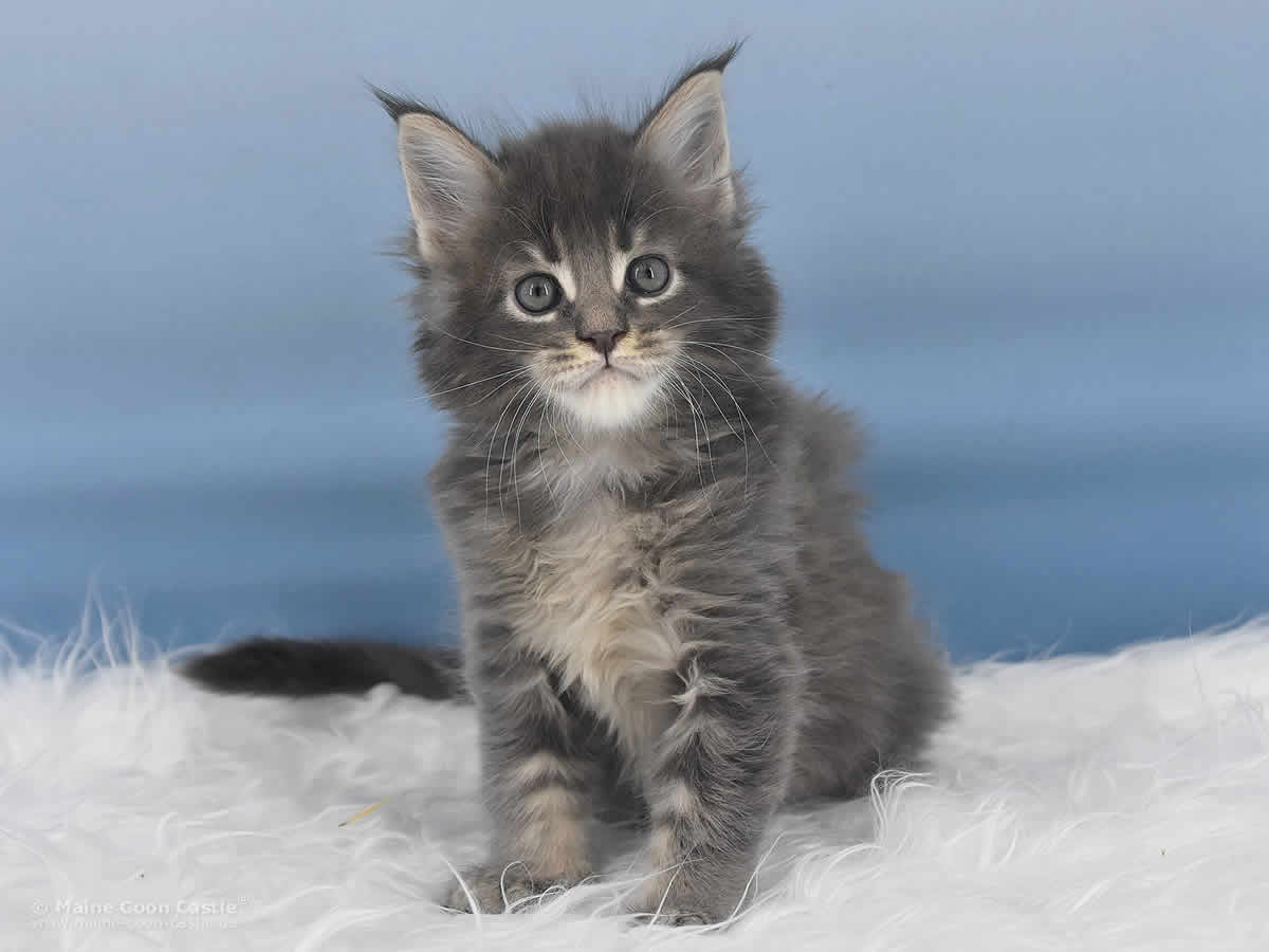 Rollo 6 Wochen alt, 1121g Maine Coon Baby Rollo 6 Wochen alt