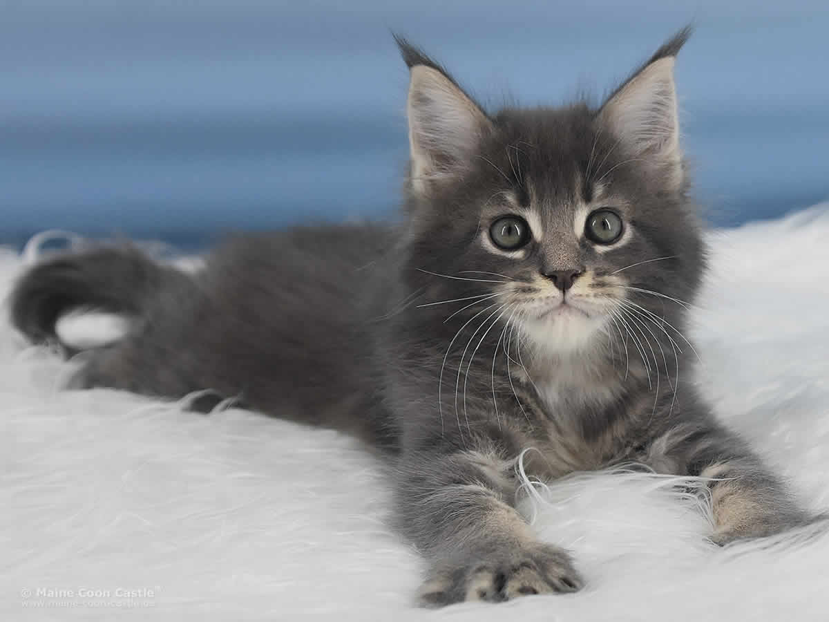 Rollo 8 Wochen alt, 1355g Maine Coon Baby Rollo 8 Wochen alt