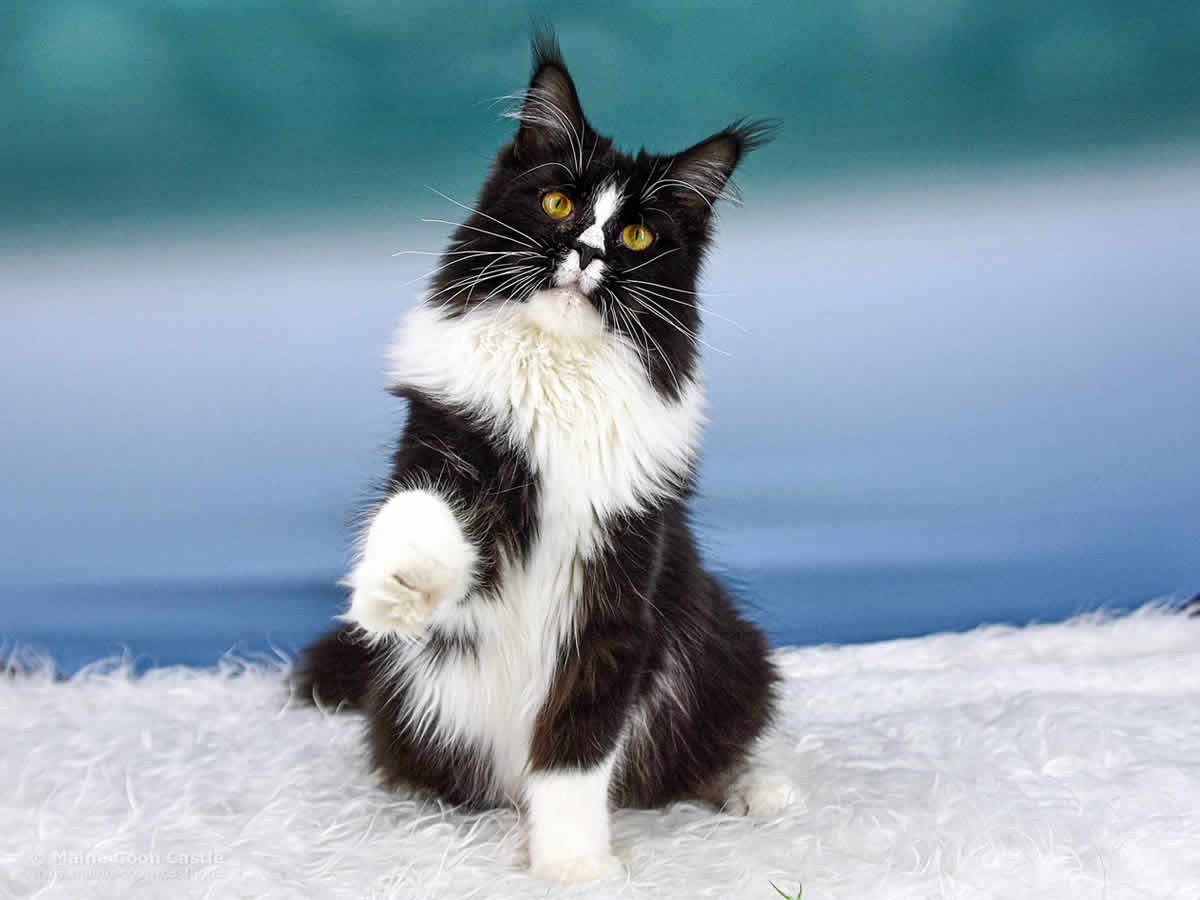 Kimmy, die Gurke 11 Monate alt, 5450 g Hirschberger's Kimmy 11 Monate alt