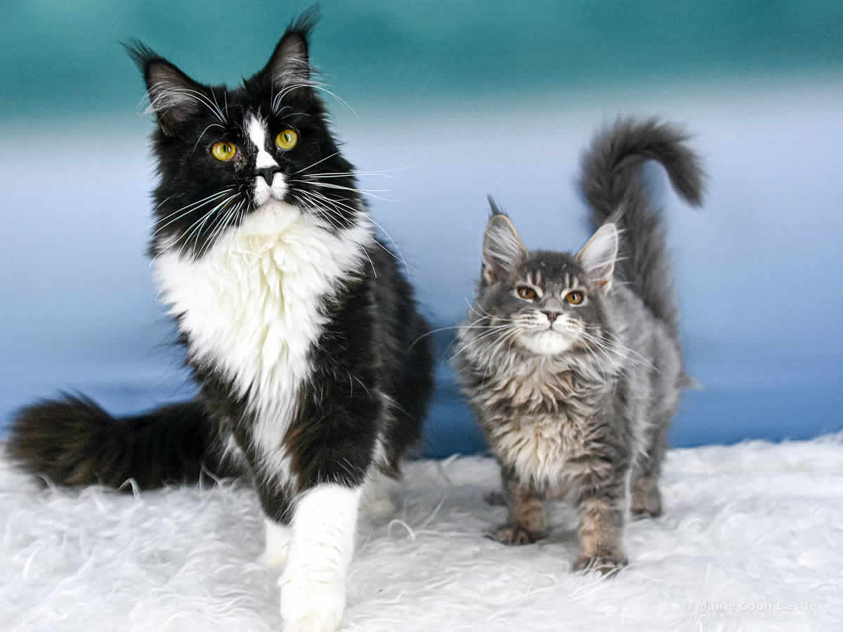 Maine Coon Kitten Kimmy, die Gurke mit Freundin Ruby Maine Coon Kitten Kimmy, die Gurke mit Freundin Ruby