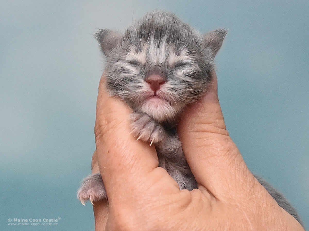 Ruby 1 Tag alt Maine Coon Baby Ruby 1 Tag alt