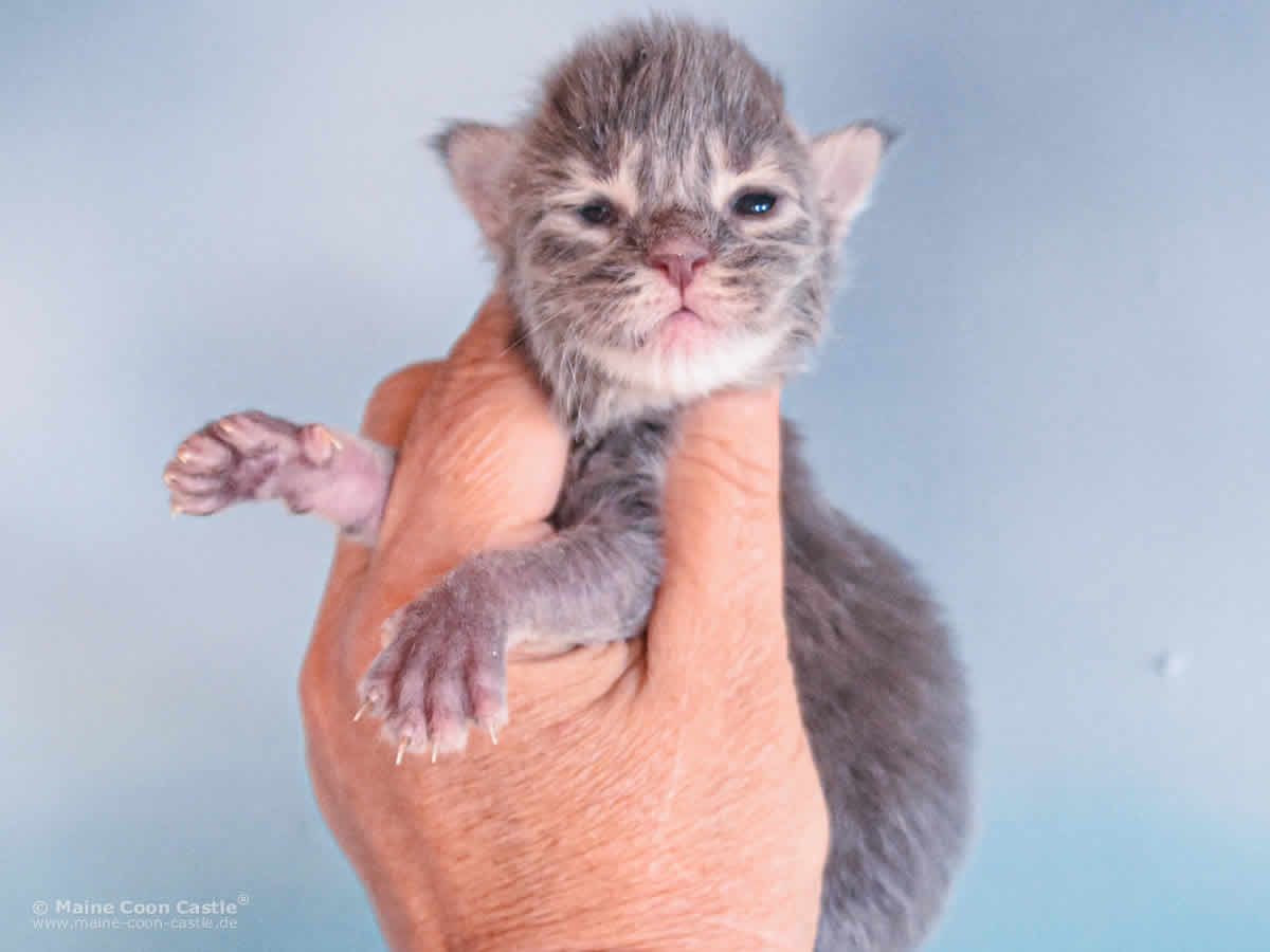 Ruby 1 Woche alt, 217g Maine Coon Baby Ruby 1 Woche alt