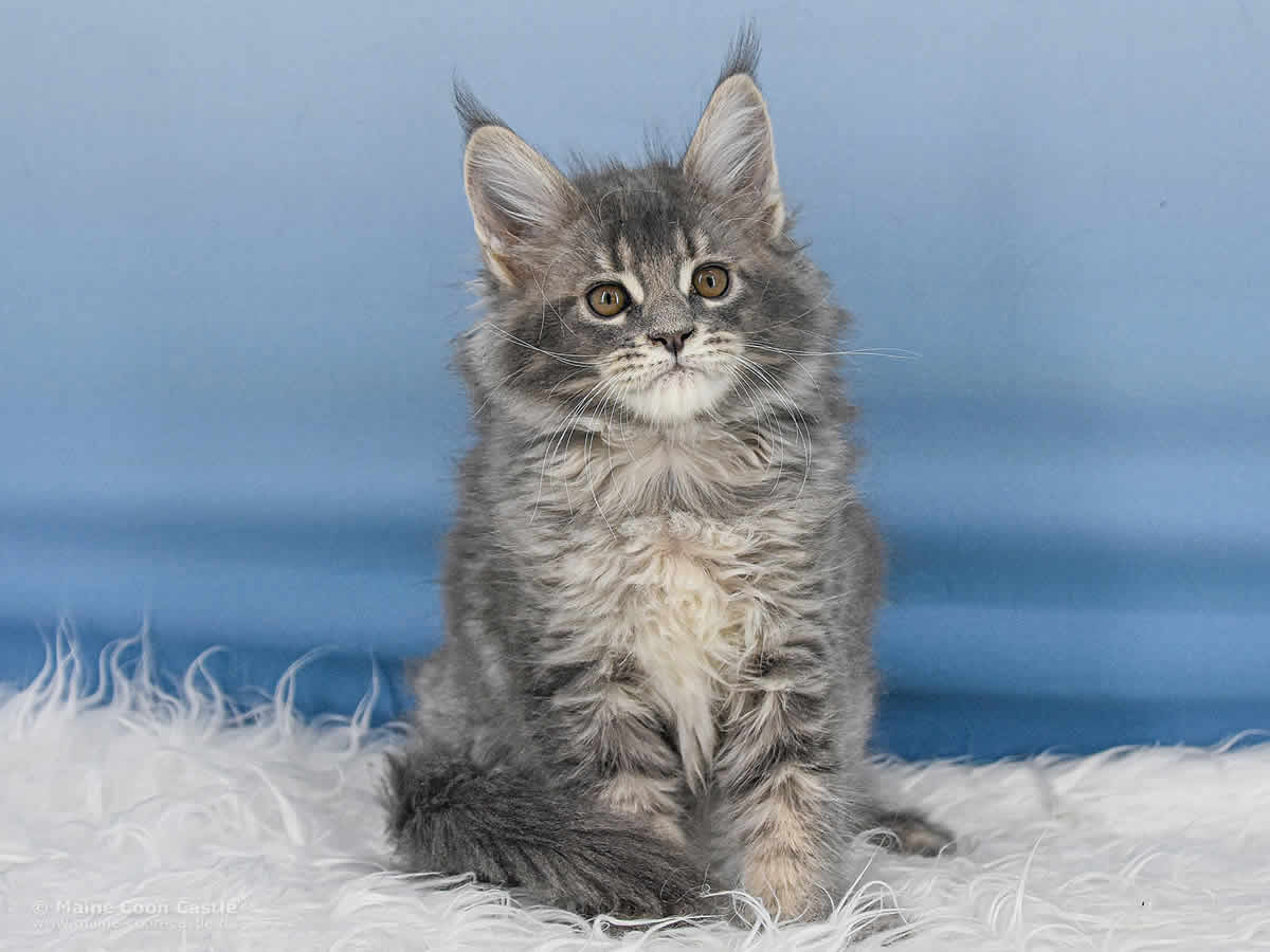 Ruby 10 Wochen alt, 1432g Maine Coon Baby Ruby 10 Wochen alt