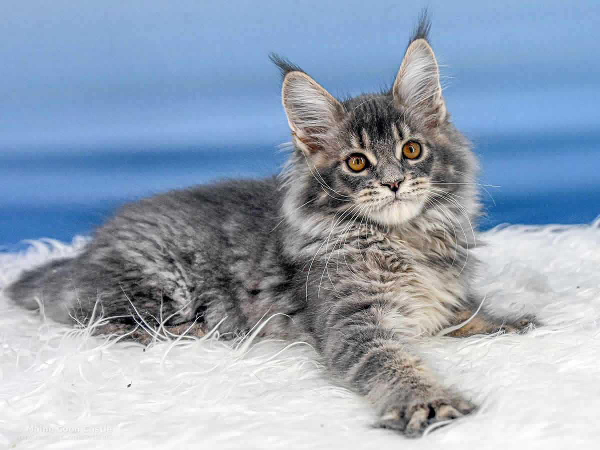 Ruby 12 Wochen alt, 1865g Maine Coon Baby Ruby 12 Wochen alt