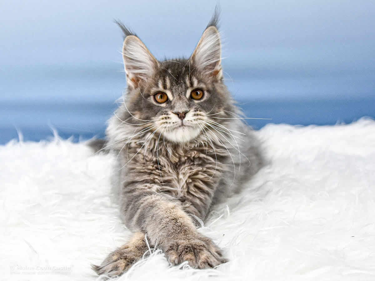 Ruby of Maine Coon Castle Ruby of Maine Coon Castle