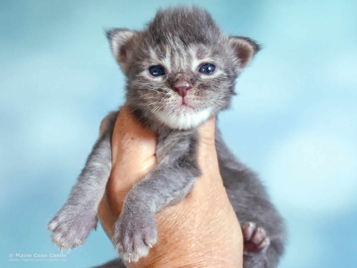 Ruby 2 Wochen alt, 326g Maine Coon Baby Ruby 2 Wochen alt