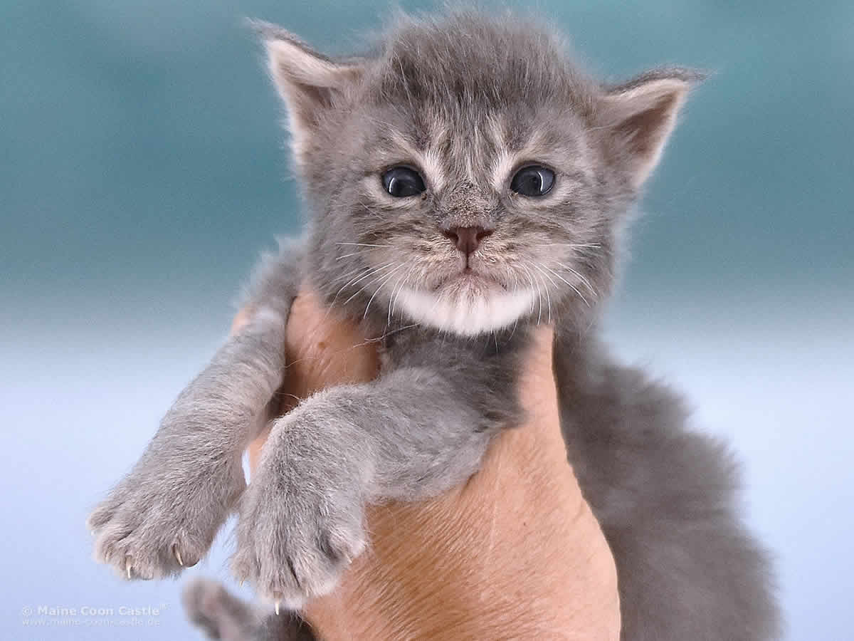 Ruby 3 Wochen alt, 472g Maine Coon Baby Ruby 3 Wochen alt