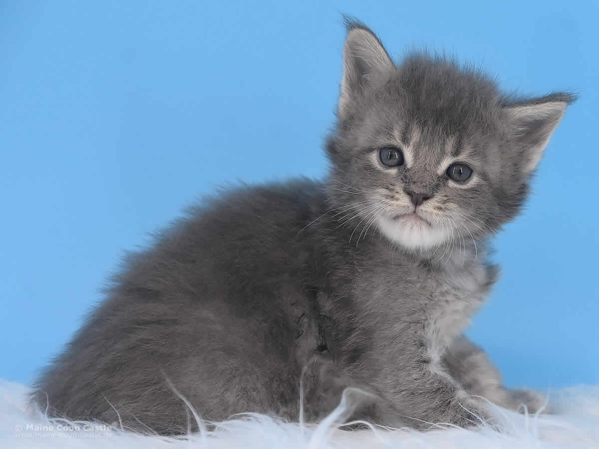 Ruby 4 Wochen alt, 566g Maine Coon Baby Ruby 4 Wochen alt