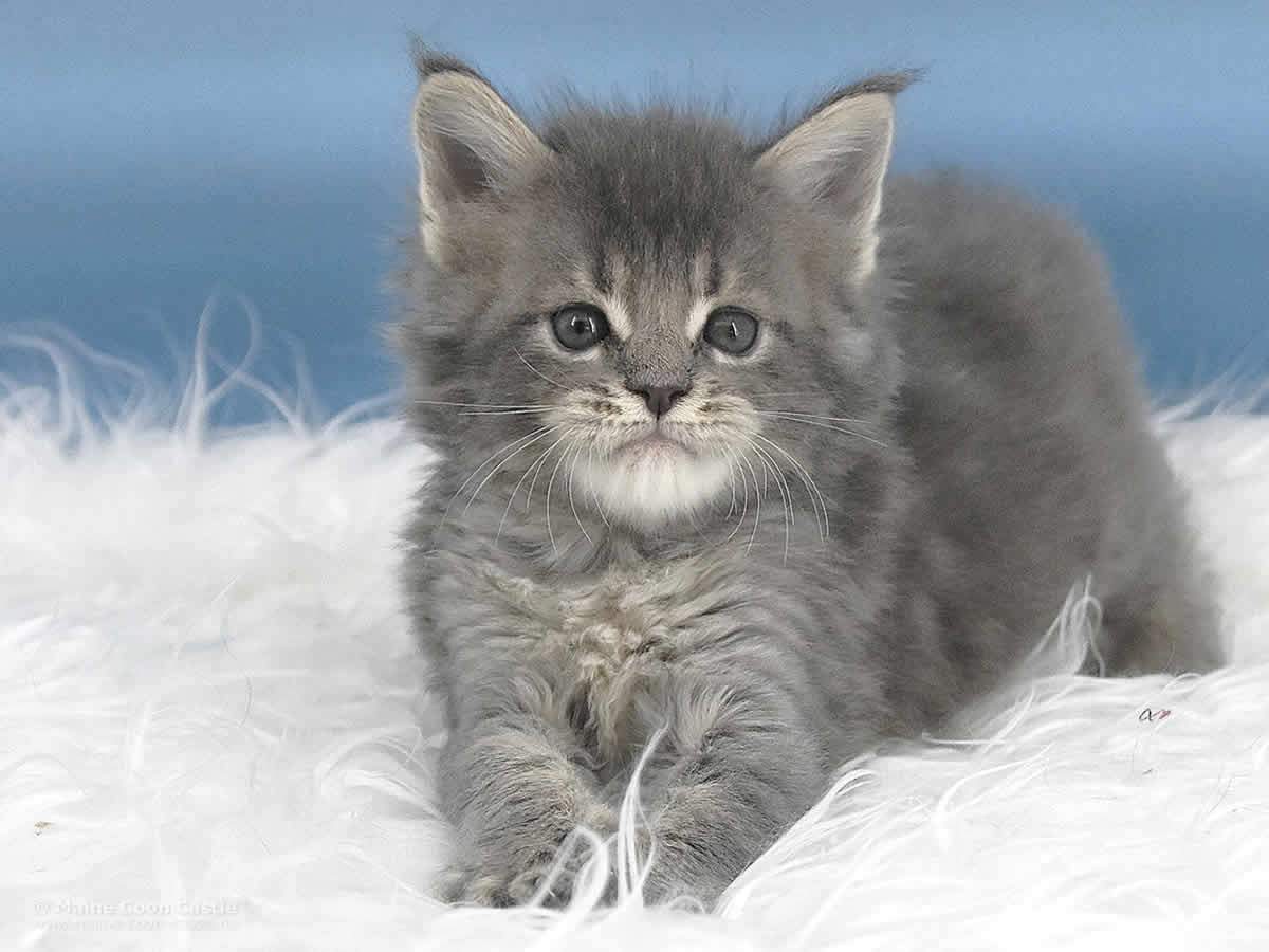 Ruby 5 Wochen alt, 735g Maine Coon Baby Ruby 5 Wochen alt